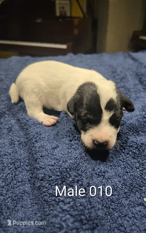 Male 010 – Jack Russell Terrier puppy for sale in Kempner, TX