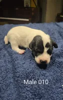 Male 010, a male Jack Russell Terrier for sale in Kempner, TX – 1 of 1