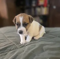 OLLIE, a male Jack Russell Terrier for sale in Kempner, TX – 9 of 10