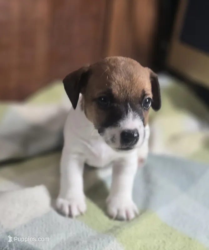 WYATT – Jack Russell Terrier puppy for sale in Kempner, TX