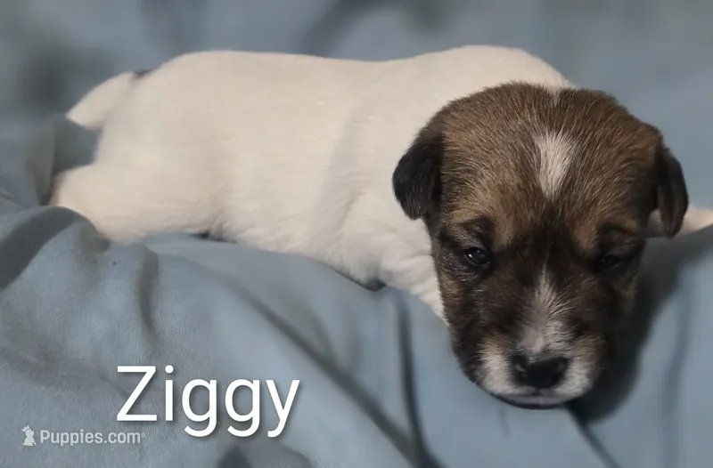 Ziggy – Jack Russell Terrier puppy for sale in Kempner, TX