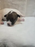 WYATT, a male Jack Russell Terrier for sale in Kempner, TX – 3 of 3