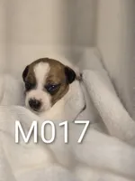 M017, a male Jack Russell Terrier for sale in Kempner, TX – 2 of 2