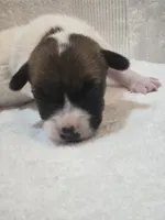 WYATT, a male Jack Russell Terrier for sale in Kempner, TX – 1 of 3