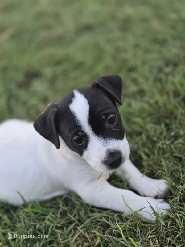 Female 009 – Jack Russell Terrier puppy for sale in Kempner, TX
