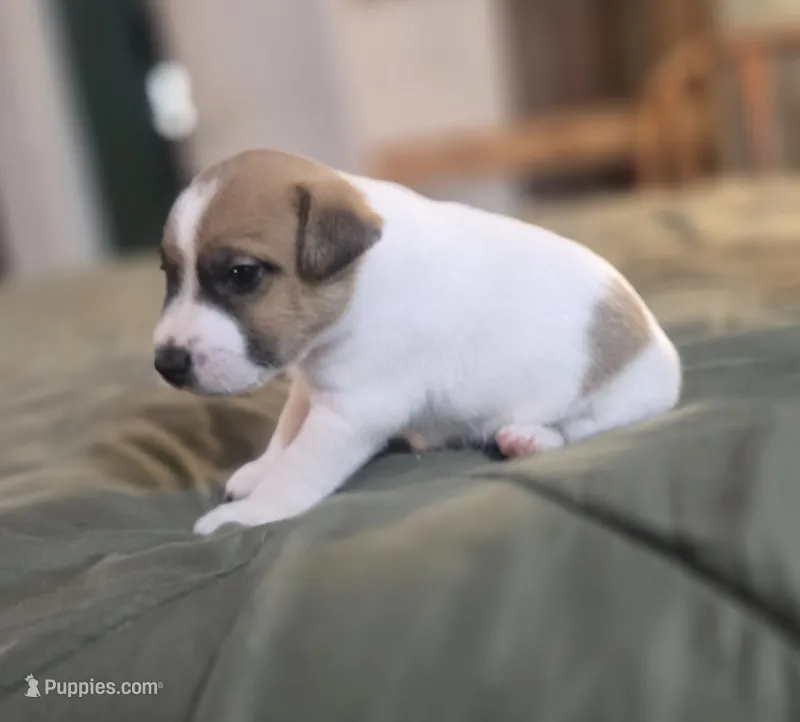 OLLIE – Jack Russell Terrier puppy for sale in Kempner, TX