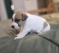 OLLIE, a male Jack Russell Terrier for sale in Kempner, TX – 1 of 10
