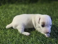 Puppy 5, a male Jack Russell Terrier for sale in Kempner, TX – Photo 6 of 6