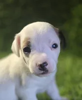 Puppy 5, a male Jack Russell Terrier for sale in Kempner, TX – Photo 1 of 6