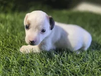 Puppy 5, a male Jack Russell Terrier for sale in Kempner, TX – Photo 4 of 6