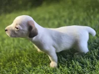 Puppy 5, a male Jack Russell Terrier for sale in Kempner, TX – Photo 5 of 6