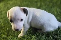 Puppy 5, a male Jack Russell Terrier for sale in Kempner, TX – Photo 2 of 6