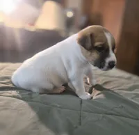 OLLIE, a male Jack Russell Terrier for sale in Kempner, TX – 6 of 10