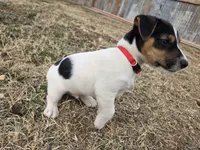 Standard Puppy Male 2, a male Jack Russell Terrier for sale in Kempner, TX – Photo 4 of 7