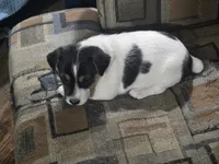 Standard Puppy Male 2, a male Jack Russell Terrier for sale in Kempner, TX – Photo 3 of 7