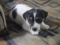 Standard Puppy Male 2, a male Jack Russell Terrier for sale in Kempner, TX – Photo 7 of 7