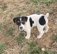 Standard Puppy Male 2, a male Jack Russell Terrier for sale in Kempner, TX – Photo 1 of 7