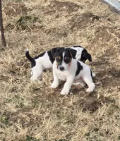 Standard Puppy Male 2, a male Jack Russell Terrier for sale in Kempner, TX – Photo 5 of 7