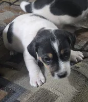 Standard Puppy Male 2, a male Jack Russell Terrier for sale in Kempner, TX – Photo 2 of 7