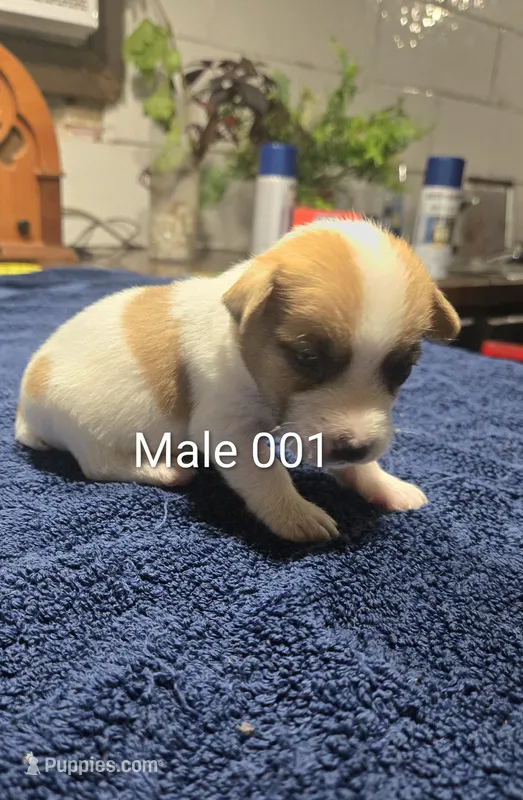 Male 001 – Jack Russell Terrier puppy for sale in Kempner, TX
