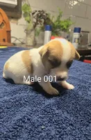 Male 001, a male Jack Russell Terrier for sale in Kempner, TX – 1 of 1