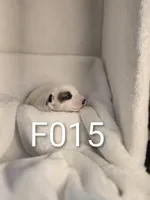 F015, a female Jack Russell Terrier for sale in Kempner, TX – 2 of 2