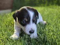 Puppy 1, a female Jack Russell Terrier for sale in Kempner, TX – Photo 2 of 3