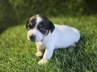 Puppy 1, a female Jack Russell Terrier for sale in Kempner, TX – Photo 3 of 3