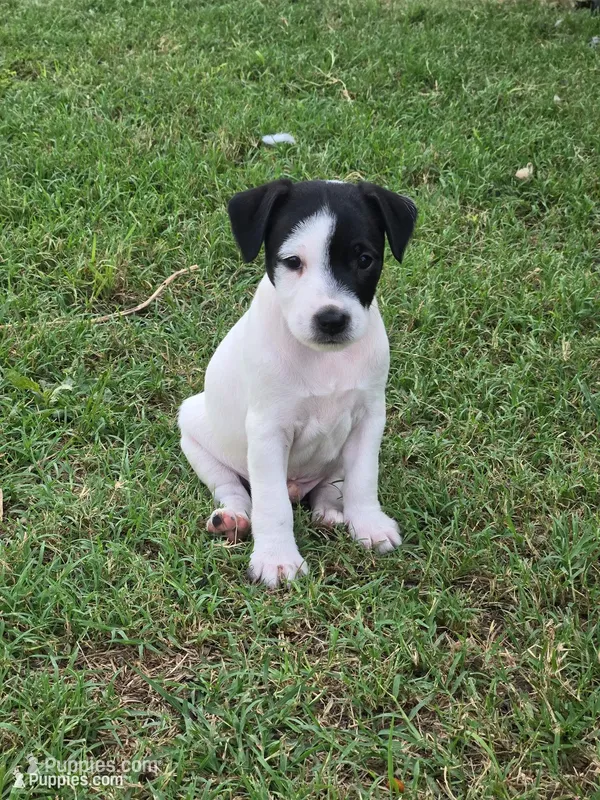 Male 007 – Jack Russell Terrier puppy for sale in Kempner, TX