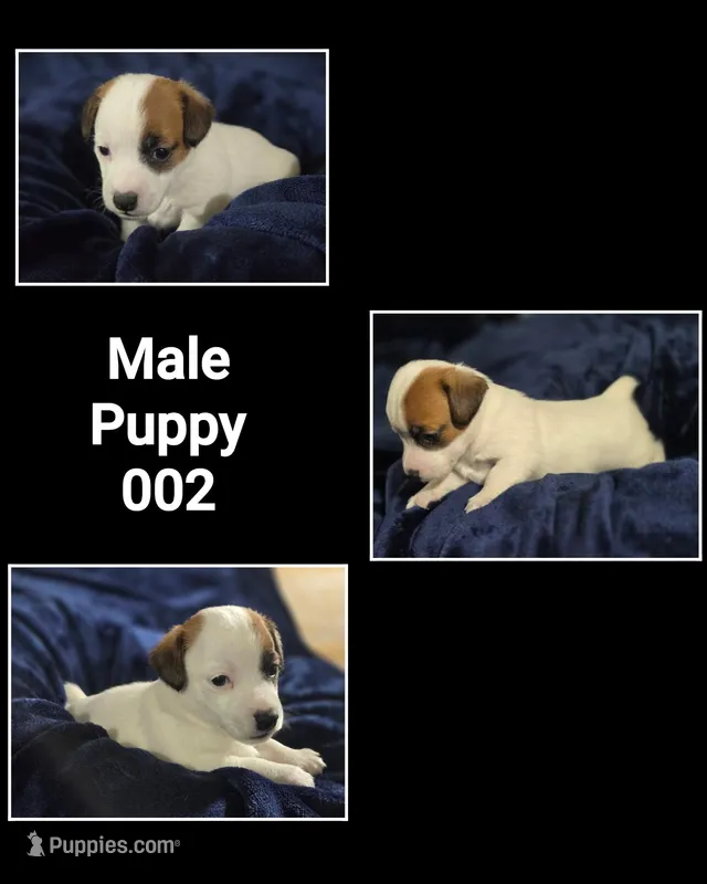Puppy 002