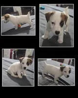 Puppy 002, a male Jack Russell Terrier for sale in Kempner, TX – Photo 3 of 3