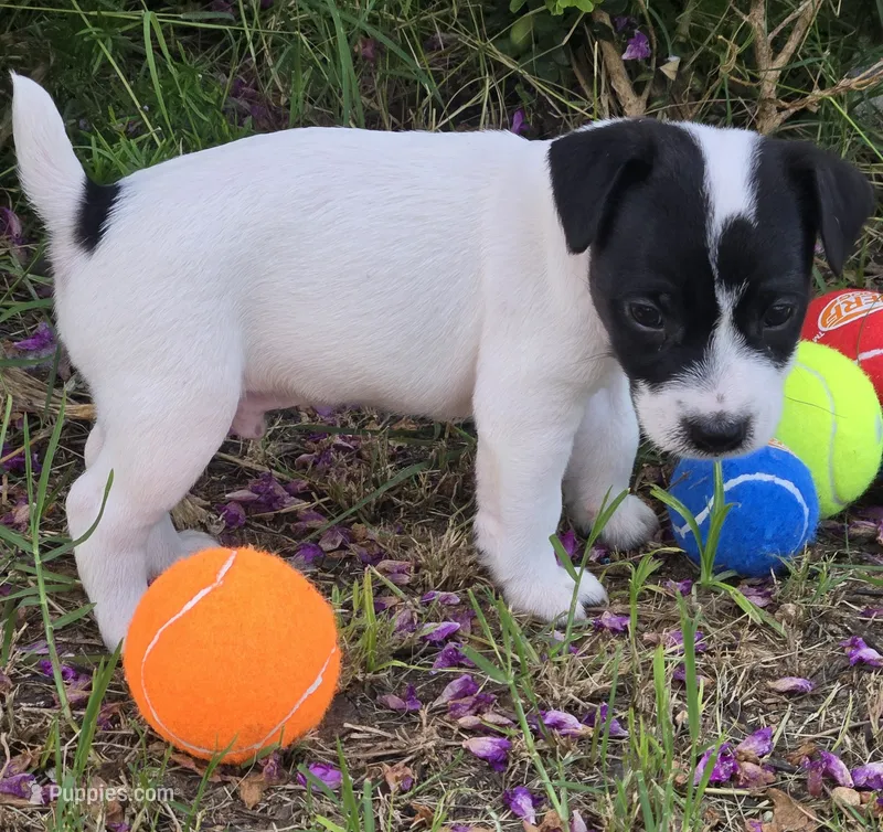 Male 010 – Jack Russell Terrier puppy for sale in Kempner, TX