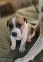 OLLIE, a male Jack Russell Terrier for sale in Kempner, TX – 5 of 10