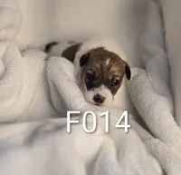 F014, a female Jack Russell Terrier for sale in Kempner, TX – 2 of 2