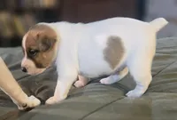OLLIE, a male Jack Russell Terrier for sale in Kempner, TX – 8 of 10