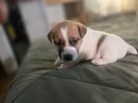 OLLIE, a male Jack Russell Terrier for sale in Kempner, TX – 10 of 10