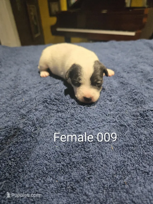 Female 009 – Jack Russell Terrier puppy for sale in Kempner, TX