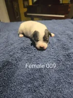 Female 009, a male Jack Russell Terrier for sale in Kempner, TX – 1 of 1