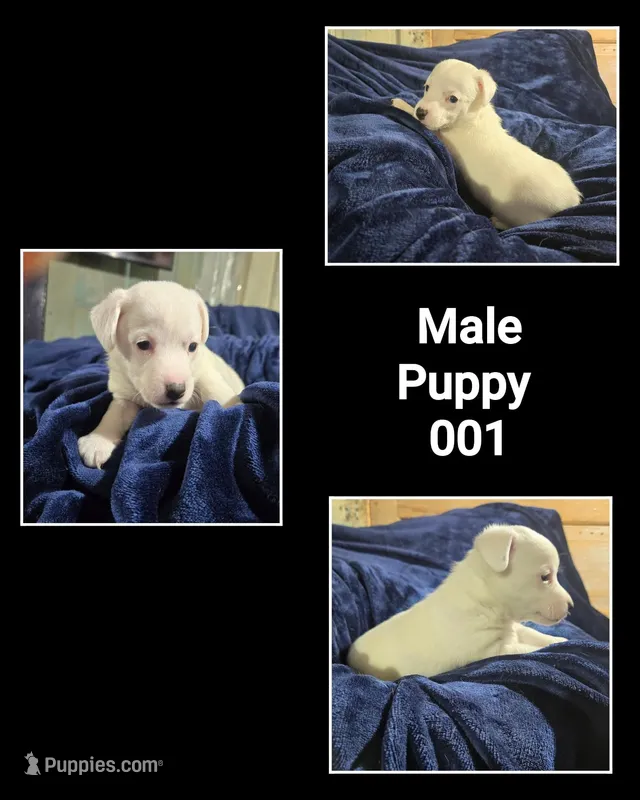 Puppy 001