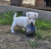 Puppy 001, a male Jack Russell Terrier for sale in Kempner, TX – Photo 7 of 9