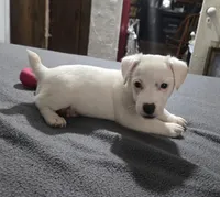 Puppy 001, a male Jack Russell Terrier for sale in Kempner, TX – Photo 8 of 9