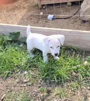 Puppy 001, a male Jack Russell Terrier for sale in Kempner, TX – Photo 2 of 9