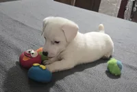 Puppy 001, a male Jack Russell Terrier for sale in Kempner, TX – Photo 3 of 9