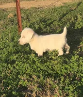 Puppy 001, a male Jack Russell Terrier for sale in Kempner, TX – Photo 5 of 9