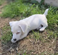 Puppy 001, a male Jack Russell Terrier for sale in Kempner, TX – Photo 6 of 9