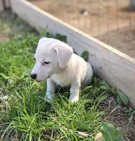 Puppy 001, a male Jack Russell Terrier for sale in Kempner, TX – Photo 1 of 9