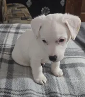 Puppy 001, a male Jack Russell Terrier for sale in Kempner, TX – Photo 9 of 9