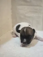 BOONE, a male Jack Russell Terrier for sale in Kempner, TX – 2 of 3