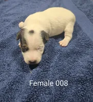 Female 008, a male Jack Russell Terrier for sale in Kempner, TX – 1 of 1