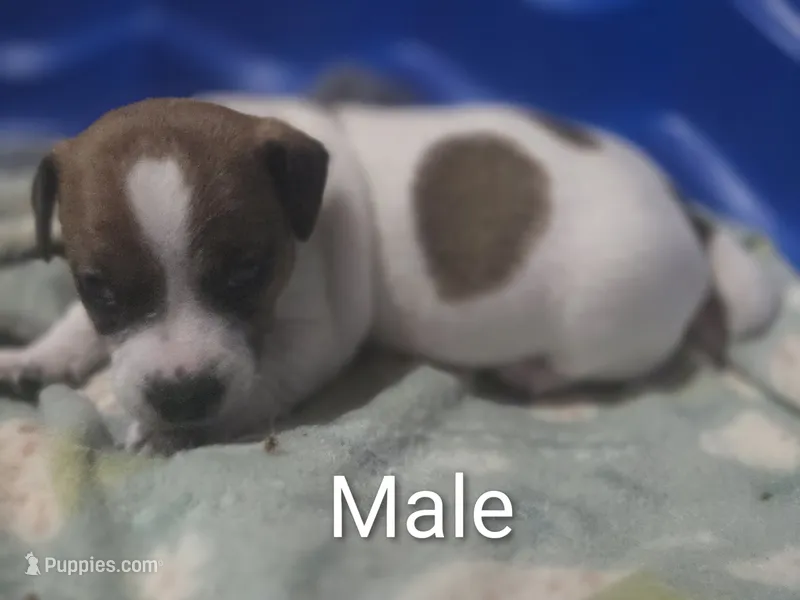 M017 – Jack Russell Terrier puppy for sale in Kempner, TX